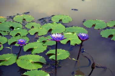 Lotus. Nilüfer Borneo.