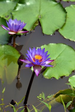 Lotus. Nilüfer Borneo.