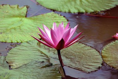 Lotus. Nilüfer Borneo.