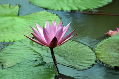 Lotus cennet adası Borneo tropikal yüksek dağlık göl.