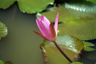 Lotus cennet adası Borneo tropikal yüksek dağlık göl.