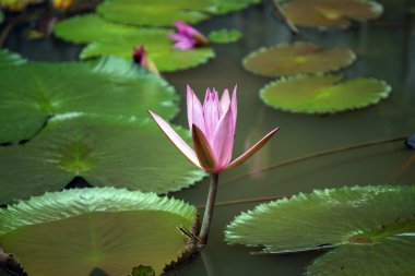 Lotus cennet adası Borneo tropikal yüksek dağlık göl.