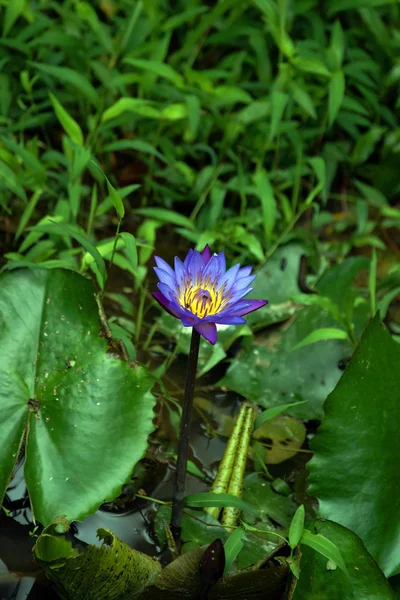 Лотос. Водяная лилия Борнео . — стоковое фото