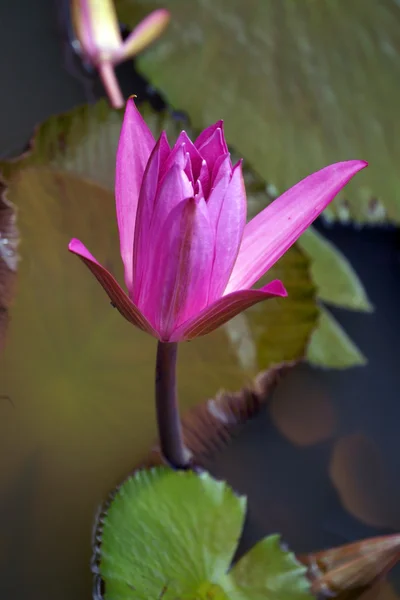 Lotus Hochgebirgigen Tropischen See Der Paradiesinsel Borneo — Stockfoto