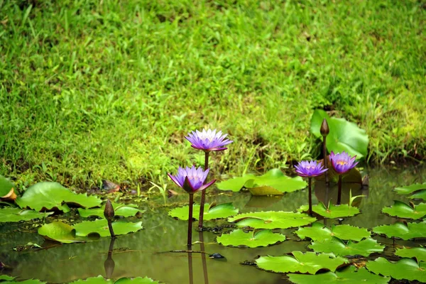 Lotus. Nénuphar de Bornéo . — Photo