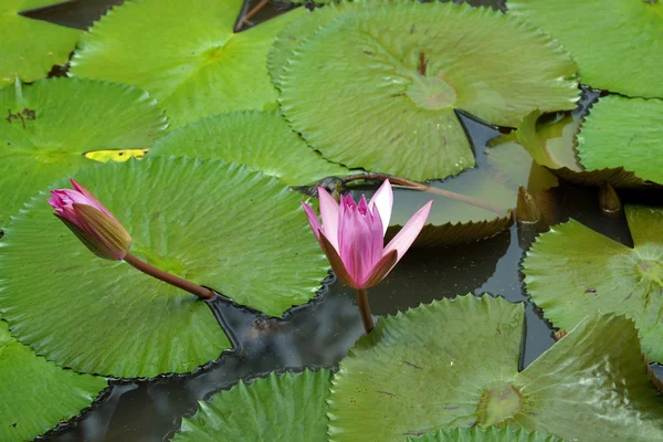 stock image Lotus. Water lily of Borneo.