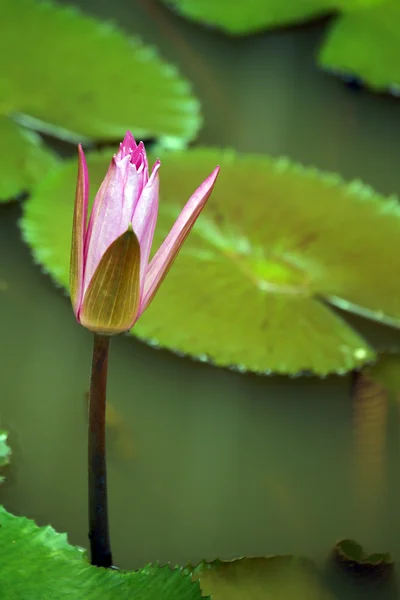 Lotus. Water lily of Borneo. — Stock Photo, Image