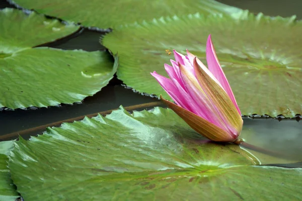 Lotus High Mountainous Tropical Lake Paradise Island Borneo — Stock Photo, Image