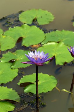 Lotus. Nilüfer Borneo.