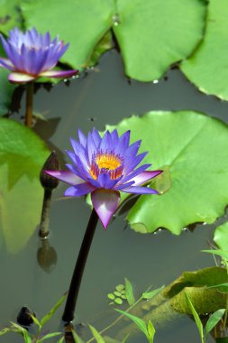 Lotus. Nilüfer Borneo.