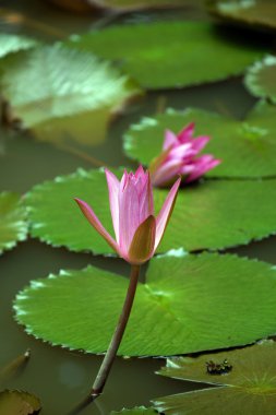 Lotus. Nilüfer Borneo.