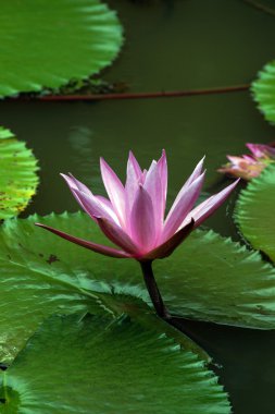 Lotus. Nilüfer Borneo.