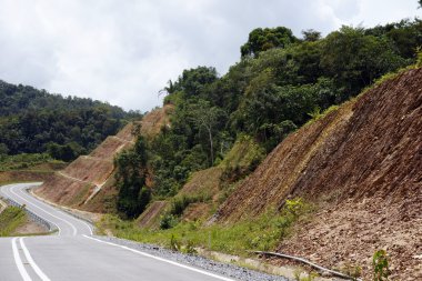 bir Adası borneo ormanda.