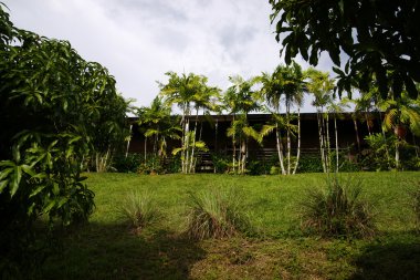 bir Adası borneo ormanda.