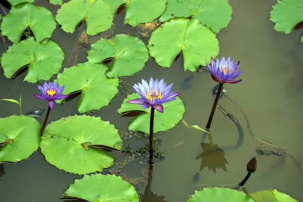 stock image Lotus. Water lily of Borneo.