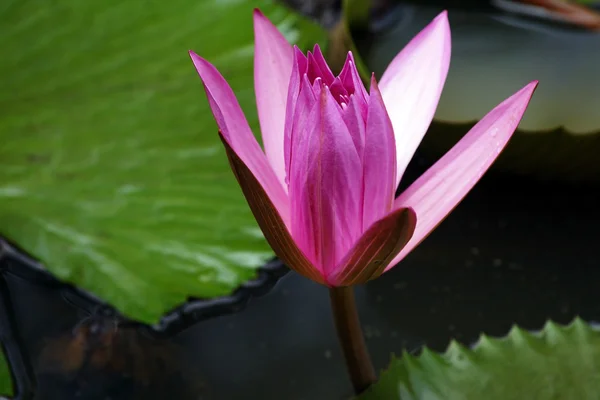 Lotus. Seerose von Borneo. — Stockfoto