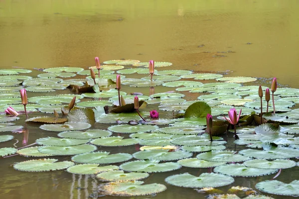 莲花。水中百合的婆罗洲. — 图库照片