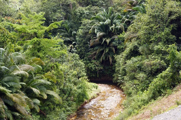 Egy sziget borneo dzsungelben. — Stock Fotó