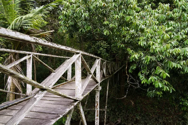 In an island Borneo jungle. — Stock Photo, Image