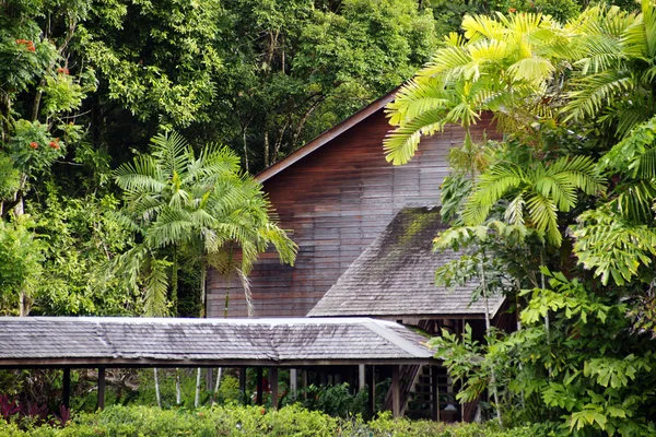 In an island Borneo jungle. — Stock Photo, Image