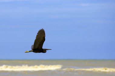 büyük kuşu borneo gökyüzünde uçar.