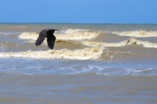 stock image The big bird flies in the sky of Borneo.