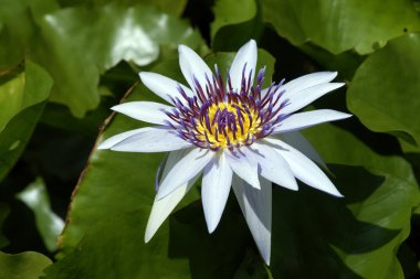 Lotus. Nilüfer Borneo.