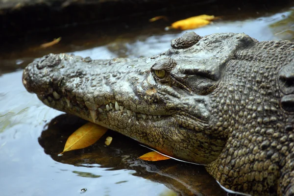 Krokodil. borneo — Stockfoto