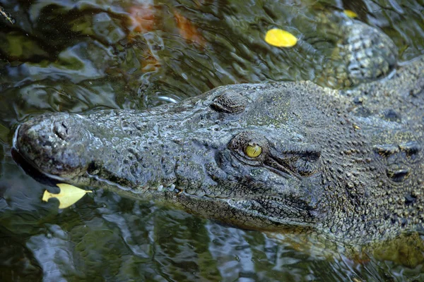 Krokodil. borneo — Stockfoto