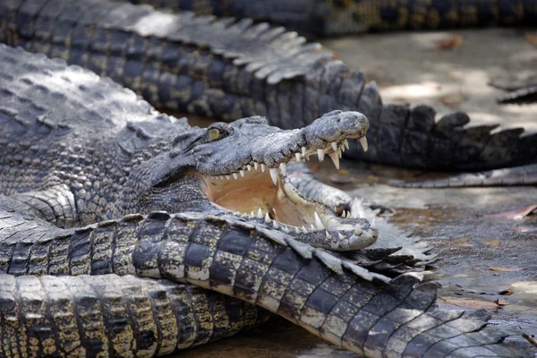 Krokodýl. Borneo — Stock fotografie