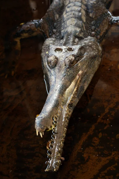 Crocodile. Bornéo — Photo