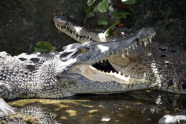 Krokodil. Borneo — Stockfoto