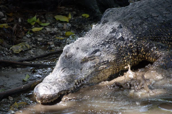 Krokodyl. Borneo — Zdjęcie stockowe