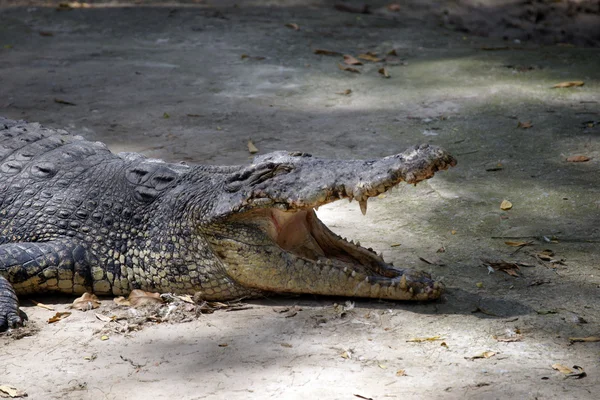 Crocodile. Borneo — Stock Photo, Image