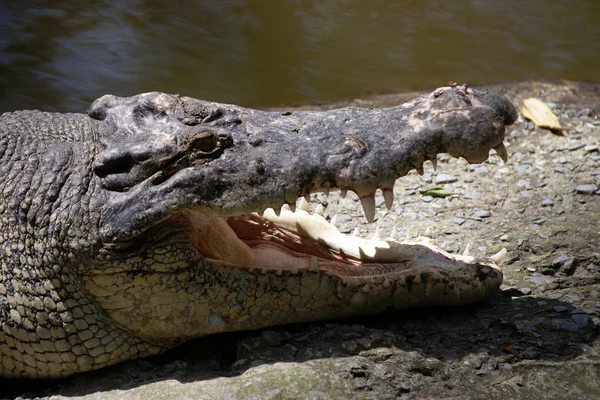 Крокодил. Борнео — стокове фото