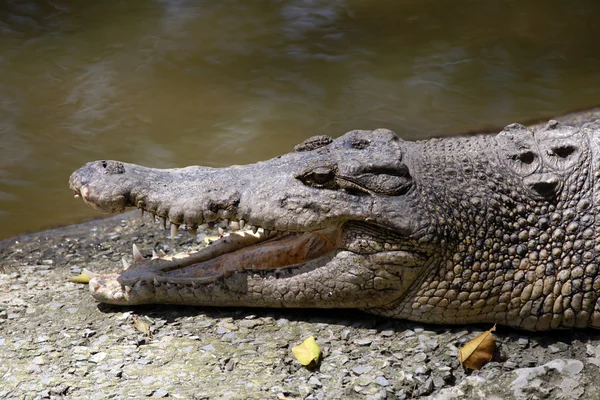 Krokodyl. Borneo — Zdjęcie stockowe