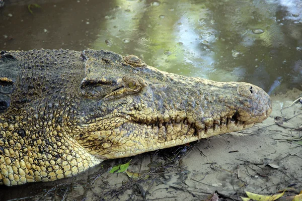 Krokodil. Borneó — Stock Fotó
