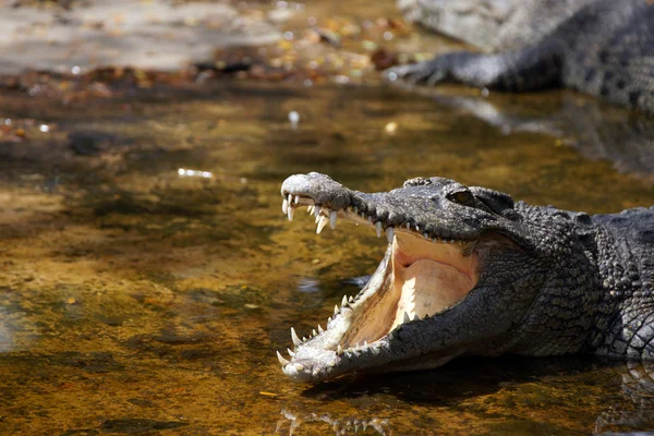 Крокодил. Борнео — стоковое фото