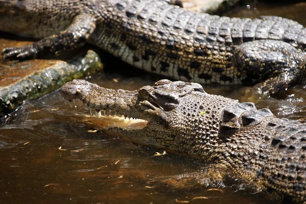 Crocodile. Borneo — Stock Photo, Image