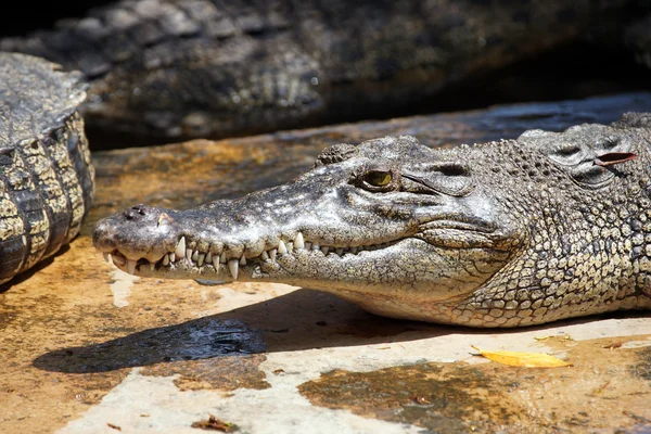 Crocodile. Bornéo — Photo