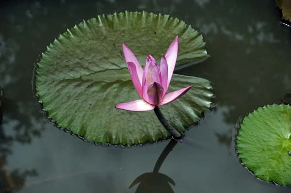 Lotus. Nénuphar de Bornéo . — Photo