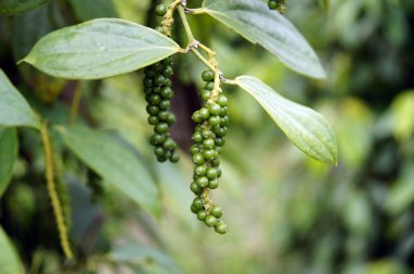 Borneo biber tarlaları.