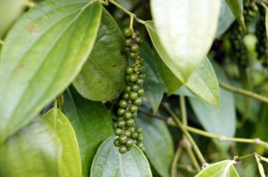 Borneo biber tarlaları.