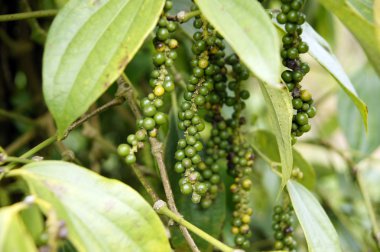 Borneo biber tarlaları.