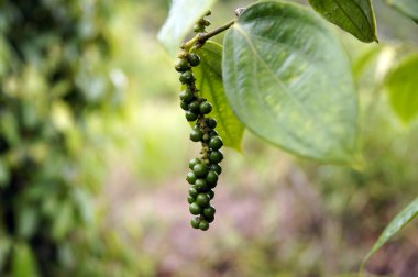 Borneo biber tarlaları.