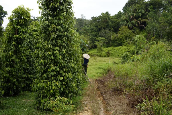 Plantaciones de pimienta de Borneo . — Foto de Stock