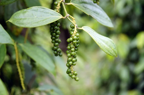 Peppery plantages van borneo. — Stockfoto