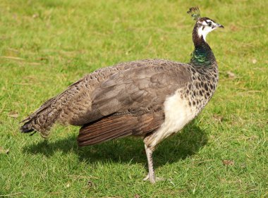 Beautiful female peacock clipart