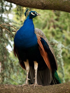 Beautiful blue peacock clipart