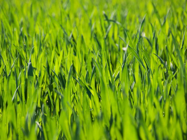Свежая пшеница — стоковое фото